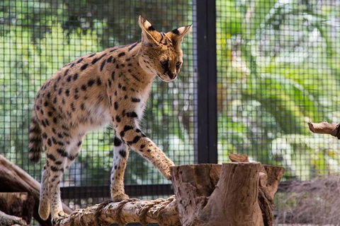 African Cat Encounter At Werribee Open Range Zoo - Accommodation Adelaide 3