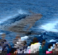 Tangalooma Island Resort Whale Watching Day Cruise - Accommodation Adelaide