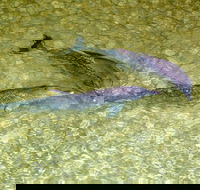 Tangalooma Island Resort Whale Watching Day Cruise with Dolphin Viewing - Accommodation Adelaide