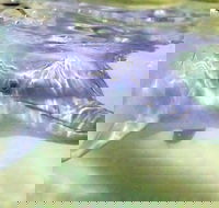 Tangalooma Island Resort Whale Watching Day Cruise with Dolphin Feeding - Accommodation Adelaide