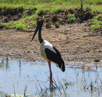 Darwin to Kakadu Day Trip by Air Including Yellow Water Cruise - Accommodation Adelaide