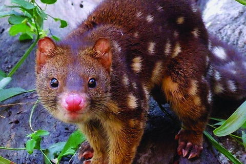 Hartley's Crocodile Adventures Breakfast With The Koalas - Accommodation Adelaide 2