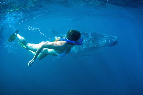 6-Day Coral Coaster From Perth To Exmouth One-Way Via Monkey Mia Ningaloo Reef - Accommodation Adelaide 3