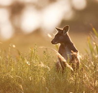Sunset Blue Mountains Wilderness  Wildlife Tour without the crowds - Accommodation Adelaide