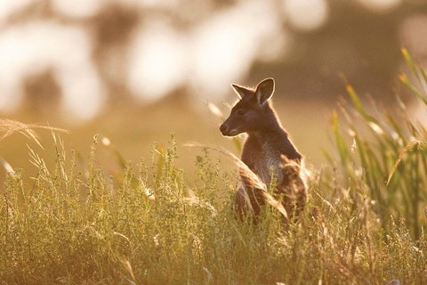 Sunset Blue Mountains Wilderness & Wildlife Tour Without The Crowds - Accommodation Adelaide 0