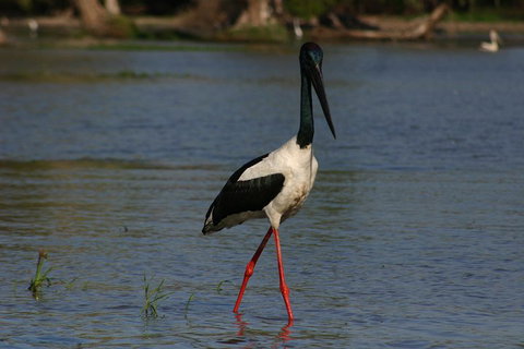 Litchfield And Jumping Crocodiles Full Day Trip From Darwin - Accommodation Adelaide 1