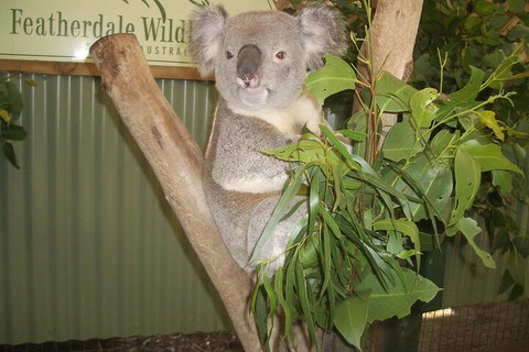 Blue Mountains Private Tour With Wildlife Park And River Cruise - Accommodation Adelaide 5