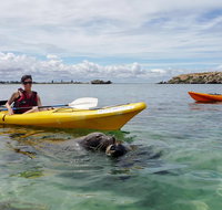 Seal Island and Penguin Island or Point Peron Sea Kayak Tour - Accommodation Adelaide