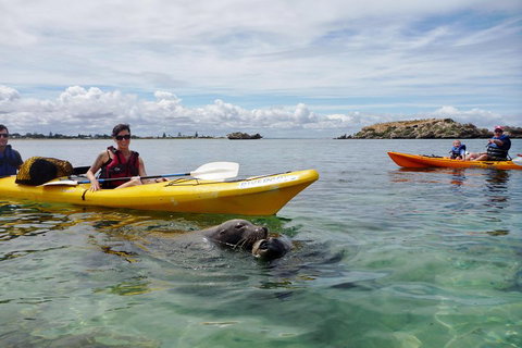 Seal Island And Penguin Island Or Point Peron Sea Kayak Tour - Accommodation Adelaide 0
