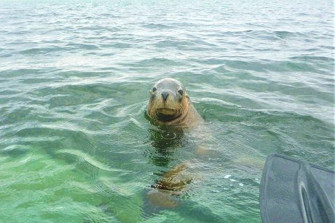 Seal Island And Penguin Island Or Point Peron Sea Kayak Tour - Accommodation Adelaide 1