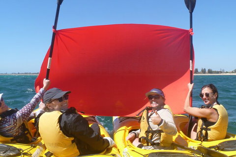 Seal Island And Penguin Island Or Point Peron Sea Kayak Tour - Accommodation Adelaide 2