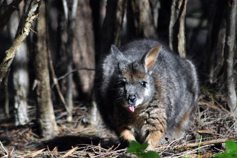 Small-Group Kangaroo Island 4WD Night Tour - Accommodation Adelaide 1