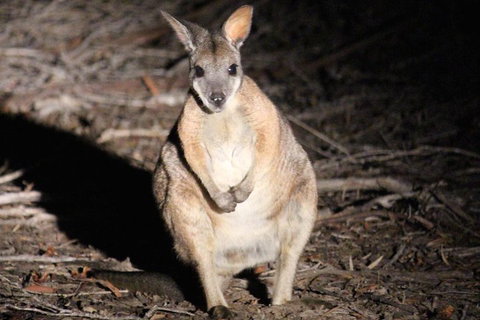 Small-Group Kangaroo Island 4WD Night Tour - Accommodation Adelaide 3