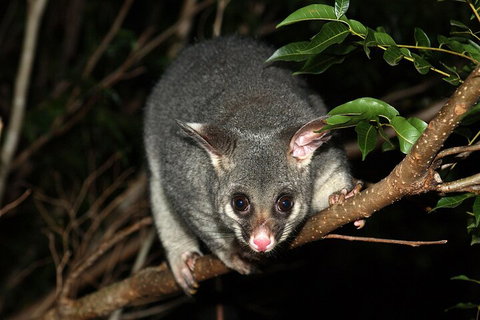 Small-Group Kangaroo Island 4WD Night Tour - Accommodation Adelaide 5