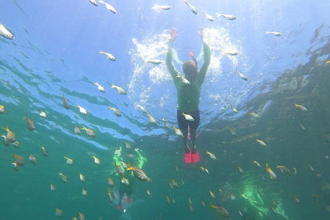 Manly Snorkel Trip And Nature Walk With Local Guide - Accommodation Adelaide 0