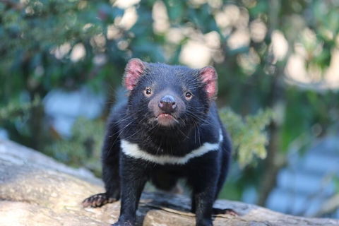 1-Hour Tasmanian Devil Feeding Day Tour At Cradle Mountain - Accommodation Adelaide 1