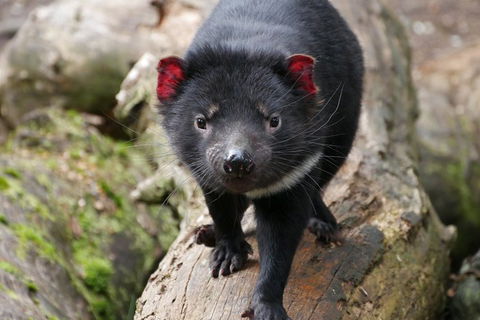 1-Hour Tasmanian Devil Feeding Day Tour At Cradle Mountain - Accommodation Adelaide 4