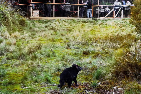 1-Hour Tasmanian Devil Feeding Day Tour At Cradle Mountain - Accommodation Adelaide 5