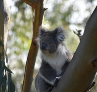 Healesville Sanctuary And Phillip Island Wildlife Bus Tour - Accommodation Adelaide