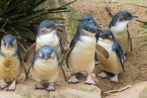 Healesville Sanctuary And Phillip Island Wildlife Bus Tour - Accommodation Adelaide 2