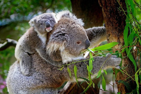 1 Day Exclusively Private Tour Of Phillip Island & The Penguin Parade - Accommodation Adelaide 2
