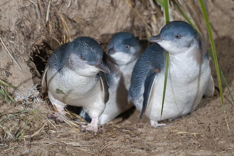 1 Day Exclusively Private Tour Of Phillip Island & The Penguin Parade - Accommodation Adelaide 5