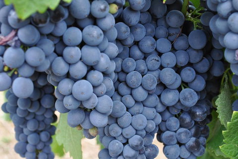 Barossa Valley Cellar Doors Luxury Wine Tour - Accommodation Adelaide 4