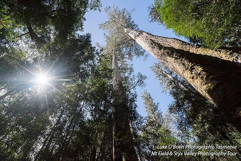 Mt Field And Styx Valley Photography Tour - Accommodation Adelaide 1