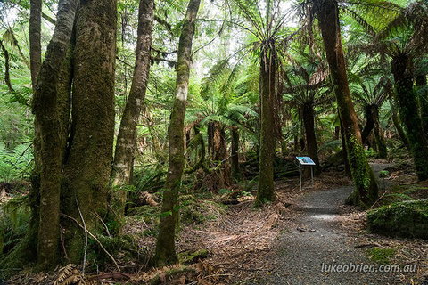 Mt Field And Styx Valley Photography Tour - Accommodation Adelaide 2