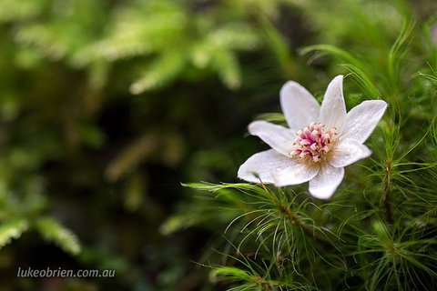 Mt Field And Styx Valley Photography Tour - Accommodation Adelaide 5