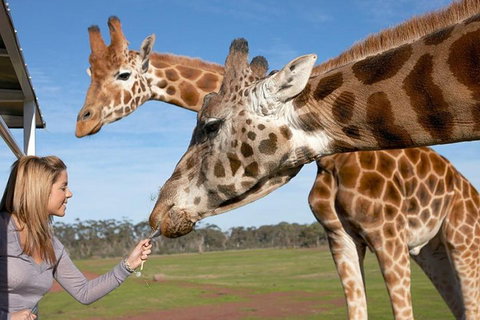 Melbourne City Card (2 Days): Visit Unlimited Attractions! - Accommodation Adelaide 1