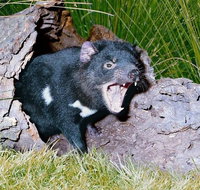 Private Blue Mountains Tour with Kangaroo and Koala Experience - Accommodation Adelaide