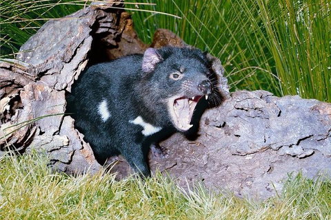 Private Blue Mountains Tour With Kangaroo And Koala Experience - Accommodation Adelaide 0