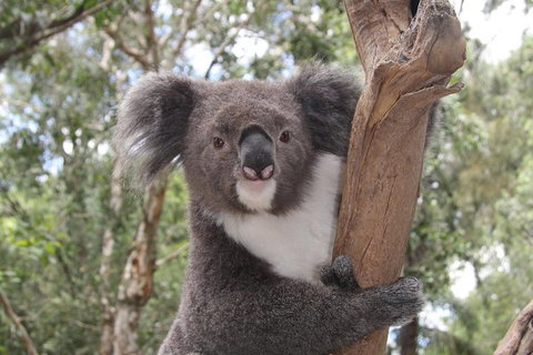 Private Blue Mountains Tour With Kangaroo And Koala Experience - Accommodation Adelaide 2