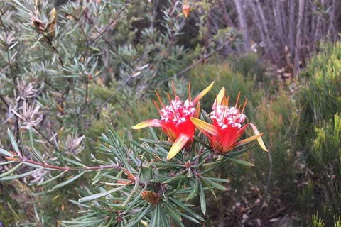Private Blue Mountains Tour With Kangaroo And Koala Experience - Accommodation Adelaide 4