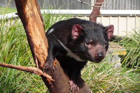 Tasmania 6 Day 'Tour In Circle' - Accommodation Adelaide 1