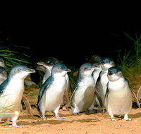 Phillip Island Penguins Private Tour - Accommodation Adelaide