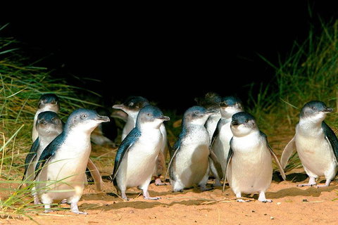 Phillip Island Penguins Private Tour - Accommodation Adelaide 0