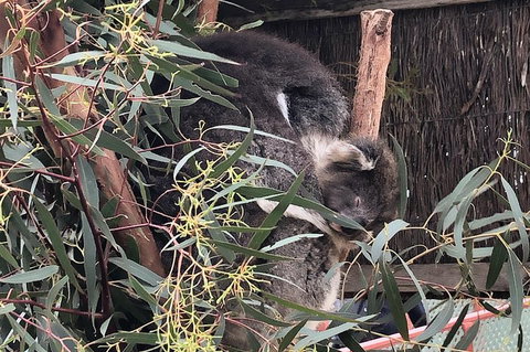 Phillip Island Penguins Private Tour - Accommodation Adelaide 2