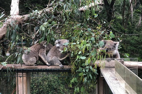 Phillip Island Penguins Private Tour - Accommodation Adelaide 3