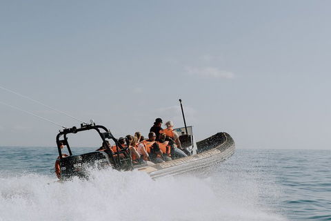 Adventure Whale Watching Tour Mooloolaba - Accommodation Adelaide 0