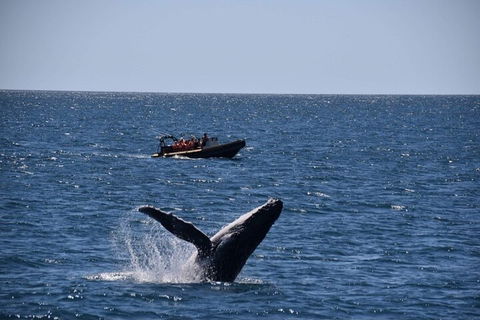 Adventure Whale Watching Tour Mooloolaba - Accommodation Adelaide 1