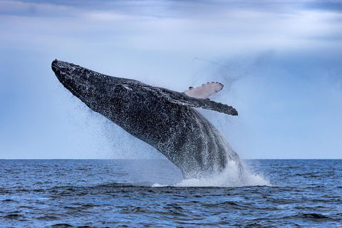 Adventure Whale Watching Tour Mooloolaba - Accommodation Adelaide 2