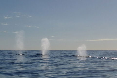 Adventure Whale Watching Tour Mooloolaba - Accommodation Adelaide 3