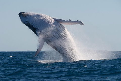 Adventure Whale Watching Tour Mooloolaba - Accommodation Adelaide 5