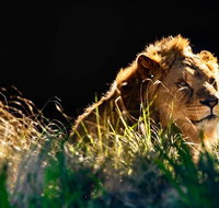 Sydney Taronga Zoo General Entry Ticket - Accommodation Adelaide