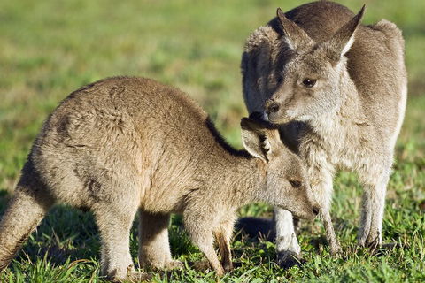 LGBT+ Friendly Full Day Phillip Island Private Tour - Accommodation Adelaide 3