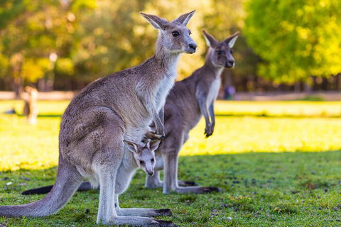 LGBT+ Friendly Full Day Phillip Island Private Tour - Accommodation Adelaide 4