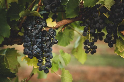 Hideaway Private Tours Hunter Valley- Indulgence Wine Tour (Full Day) - Accommodation Adelaide 3