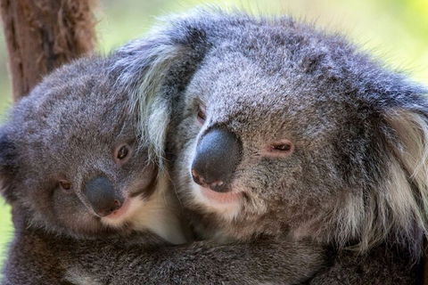 Half-Day Or Full-Day Tour With Private Guide From Melbourne - Accommodation Adelaide 1